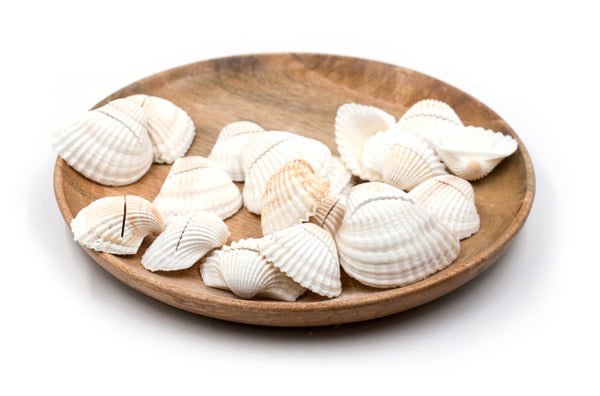 White Cockle Shell Place Card Holders